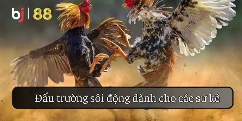 Đấu trường sôi động dành cho các sư kê